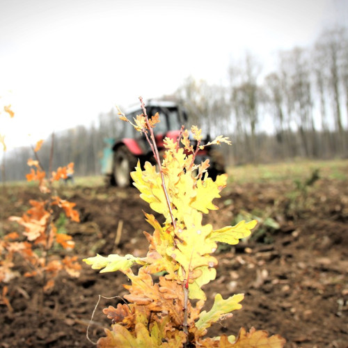 Romsilva a plantat peste 25 de milioane de puieți forestieri în fondul forestier de stat