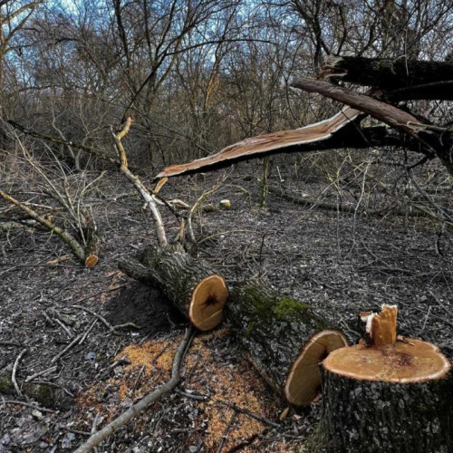 Percheziții împotriva bănuitorilor de furt de lemne în Parcul Natural Lunca Mureșului