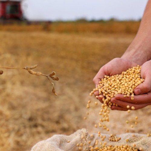 China întrerupe importurile de soia din SUA în mijlocul tensiunilor comerciale