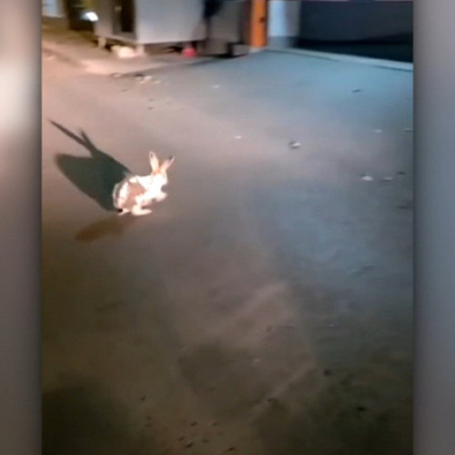 Jandarmii din Galați au salvat un iepure atacat de doi câini în noaptea de duminică