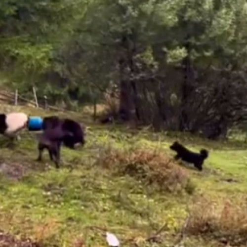 Un urs din munții Apuseni salvat după ce a rămas cu un butoi pe cap