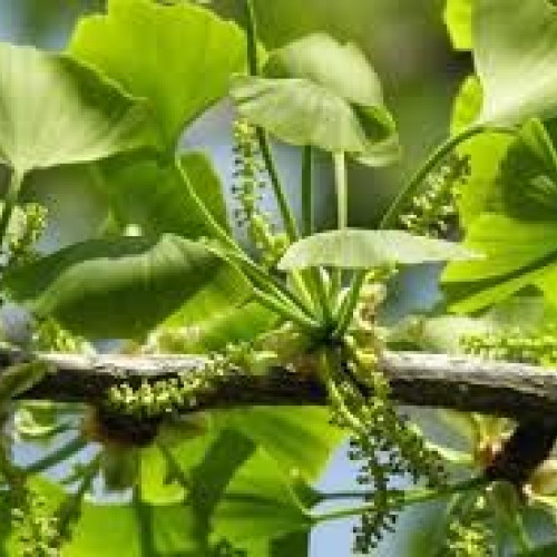 Ginkgo biloba, leac natural pentru circulația sângelui: beneficii și precauții!