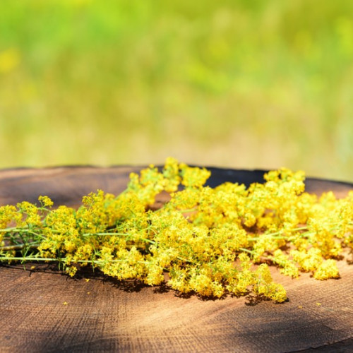 Beneficiile ascunse ale Florilor de Sânziene din Grădina Naturii