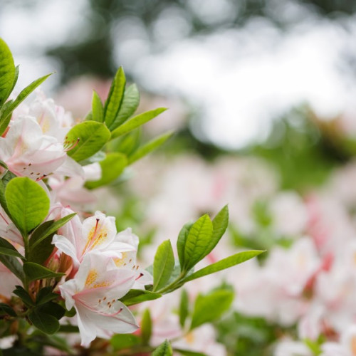 Rhododendronul - O Plantă Fascinantă Care Încântă prin Frumusețea Sa